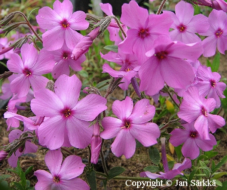 Phlox x procumbens - ruusuleimu